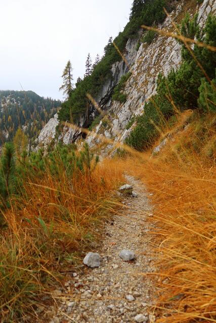 das hohe Gras leuchtet so schön