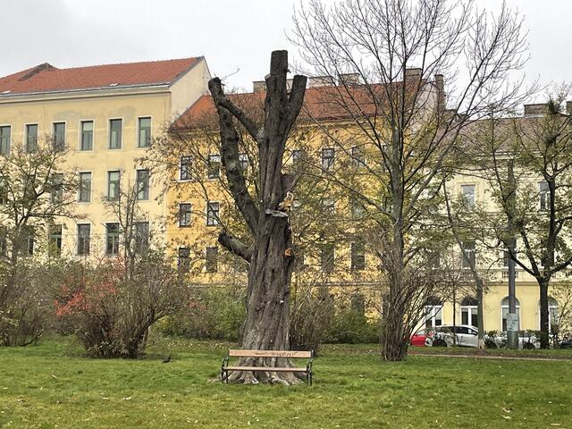 Einige Bäume wurden zurecht gestutzt. | Foto: Patricia Hillinger