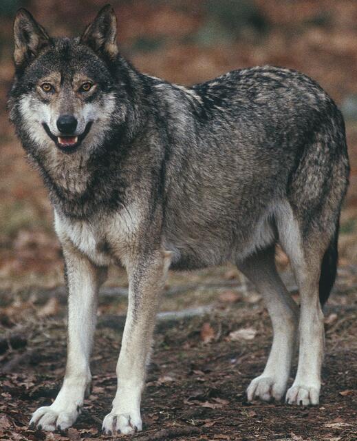 Das Thema "Wolf" ist heiß diskutiert. Tatsache ist, die Tiere sind wieder vermehrt unterwegs, auch in unserer Region. | Foto: Symbolfoto MEV