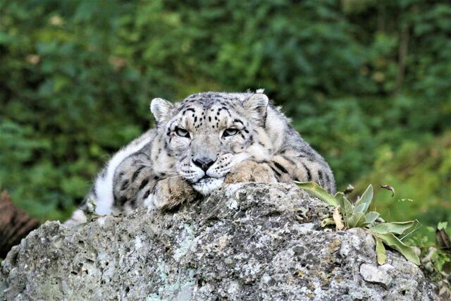 Mira wurde 20 Jahre alt.