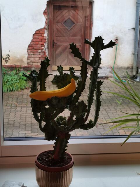 Foto: Hermine Arnold