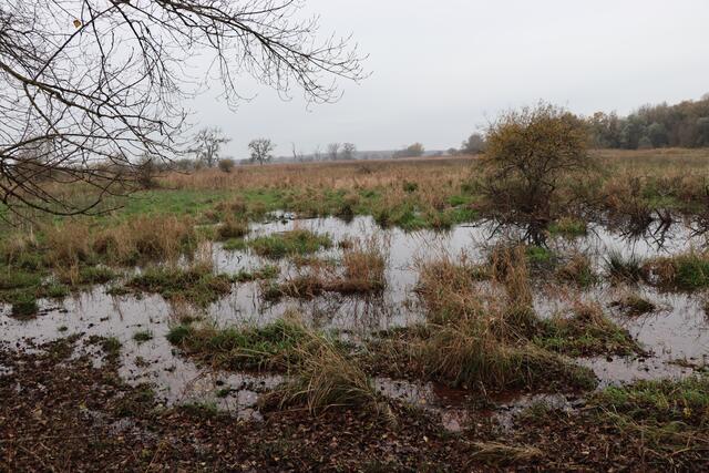 In der Waasen in Ungarn bestehen noch kleine Lacken. | Foto: Kathrin Haider