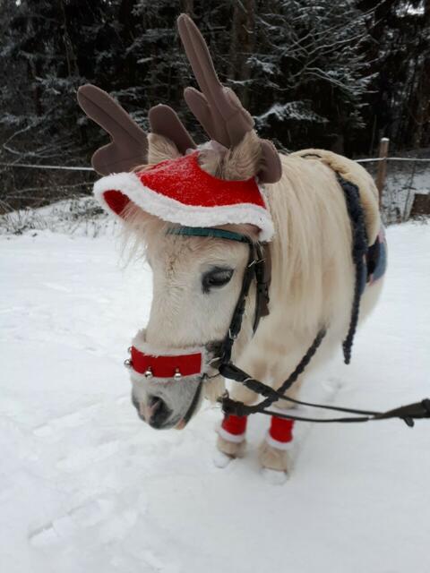 ... | Foto: Grukodilfarm