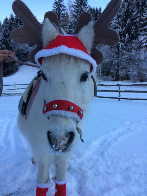 Lucky ist schon ein "Opa" unter den Pony's, bei den Kindern aber immer noch sehr beliebt. | Foto: Grukodilfarm