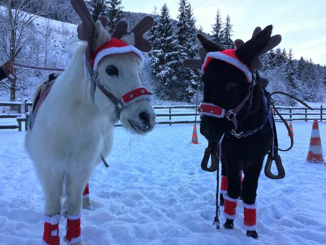 "Weihnachtspony" Lucky und "Weihnachtsesel" Willi freuen sich schon darauf, dieses Jahr endlich wieder als "Weihnachtselche" den Kindern eine Freude machen zu können. | Foto: Grukodilfarm