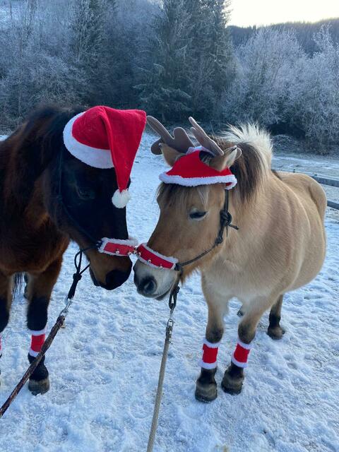 Hier liegt Adventzauber in der Luft – Sisko und Yri scheinen sich in ihrem weihnachtlichen Outfit rund um Wohl zu fühlen. | Foto: Grukodilfarm