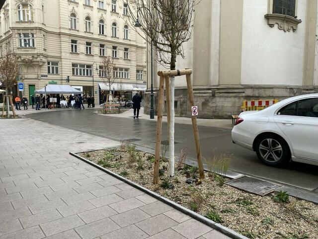 In dem gesamten Projektgebiet wurden 18 Bäume gepflanzt und sieben Staudenbeete errichtet.  | Foto: Julia Schmidt