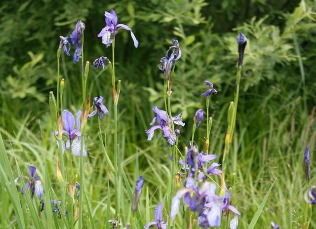 Die violett blühende Sibirische Schwertlilie (Iris sibirica) ist eine der kennzeichnenden Pflanzen im Neuberger Naturschutzgebiet "Bachaue Lug". | Foto: Karl Knor