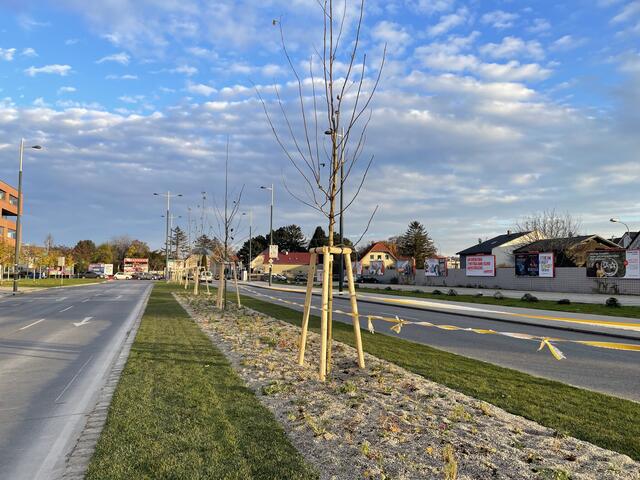 Neue Bäume am Mittelstreifen machen aus der Sterngasse eine waschechte Allee und sorgen für Schatten und Abkühlung in heißen Sommern. | Foto: BV 23/Genitheim