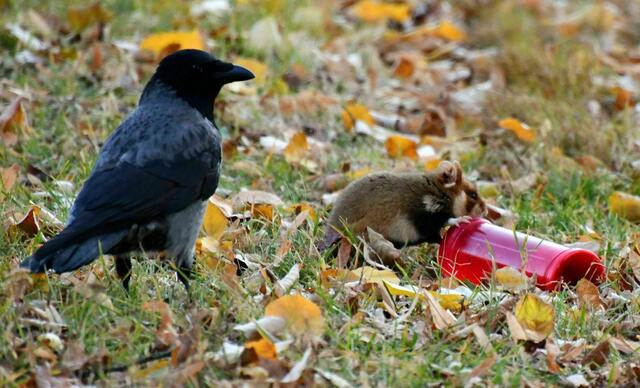 Kerzenwachs ist bei den Hamstern und Krähen am Friedhof sehr begehrt. Aber immer mehr Grablichter sind LED Leuchten und die herkömmlichen Kerzen werden rar. Darum ist einer nach dem anderen dran ;)
LG Gaby 