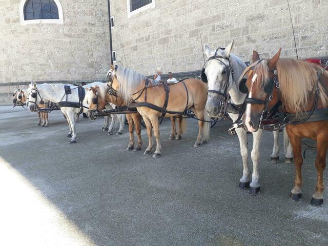 Heute entscheidet sich die Zukunft der Fiaker in der Stadt Salzburg. | Foto: VGT