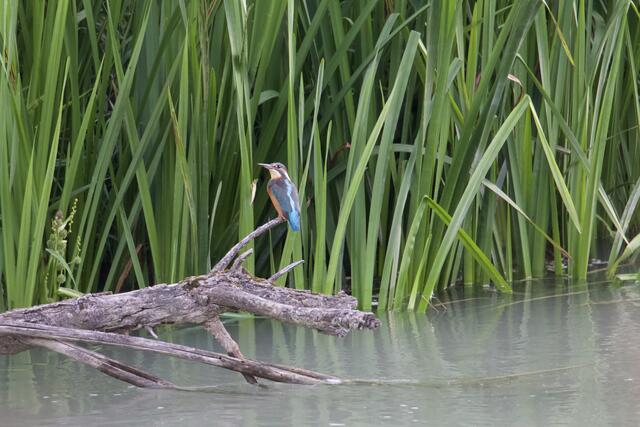 Eisvogel gesichtet...