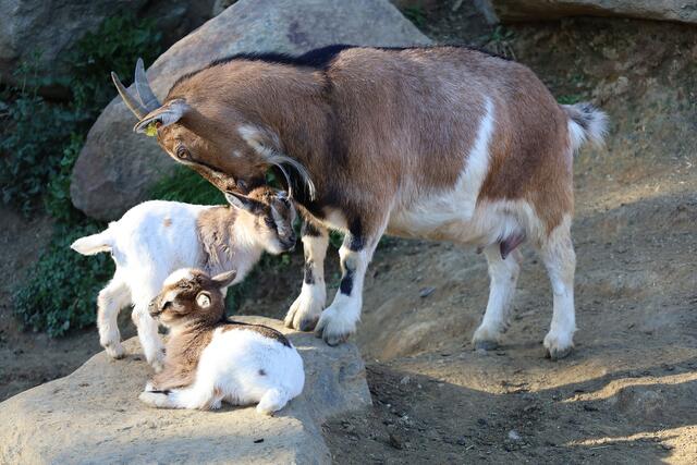 Ziegenmama Monte kümmert sich liebevoll um ihre zwei Zicklein. | Foto: Zoo Linz