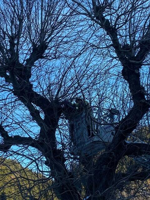 Katze am Baum in Ramingstein | Foto: FF Ramingstein