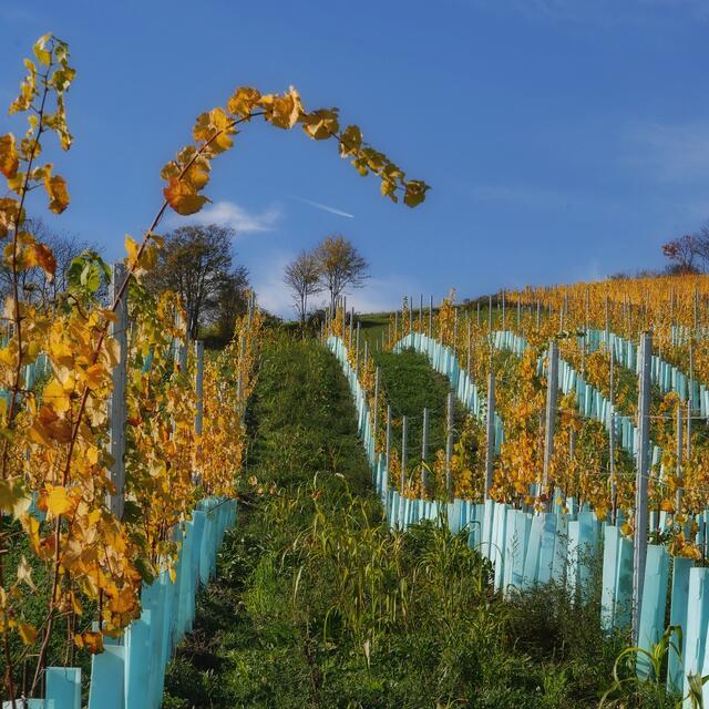 In der Nähe der Eisernenhandgasse (Kahlenbergerdorf)