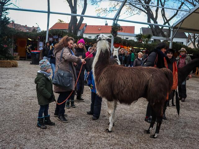 Foto: Alejandra Ortiz