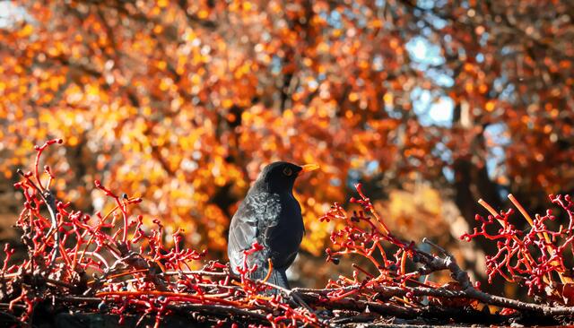 Herbst am Pradler Friedhof | Foto: Sabrina Moser-Hirner