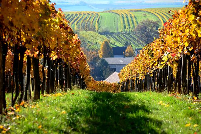Der Wagram in seinen schönsten Farben | Foto: Eva Bodini