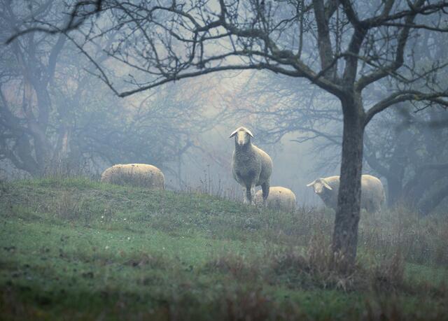 Das Schweigen der Lämmer in Klosterneuburg