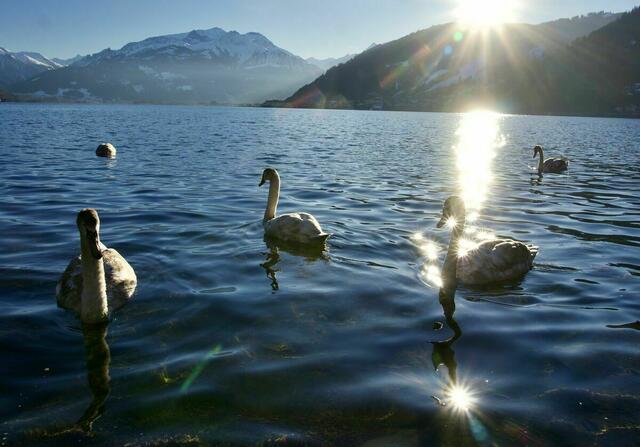 Erster Advent mit strahlenden Sonnensternen | Foto: Maria Harlander