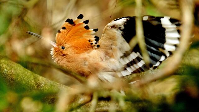 Wiedehopf imGebüsch erwischt | Foto: Roberto Moresco