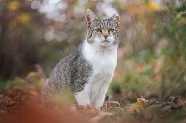 Ein selbstbewusster, ehemaliger Streuner. Man sieht ihm die Vergangenheit an. 