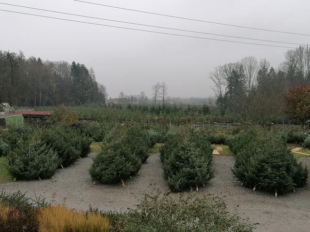 Bei Familie Pitscheneder in Pramhof 6, St. Florian am Inn, gibt's mondphasengeschnittene Christbäume jeder Art – Ab-Hof täglich von 7 bis 20 Uhr. | Foto: Pitscheneder