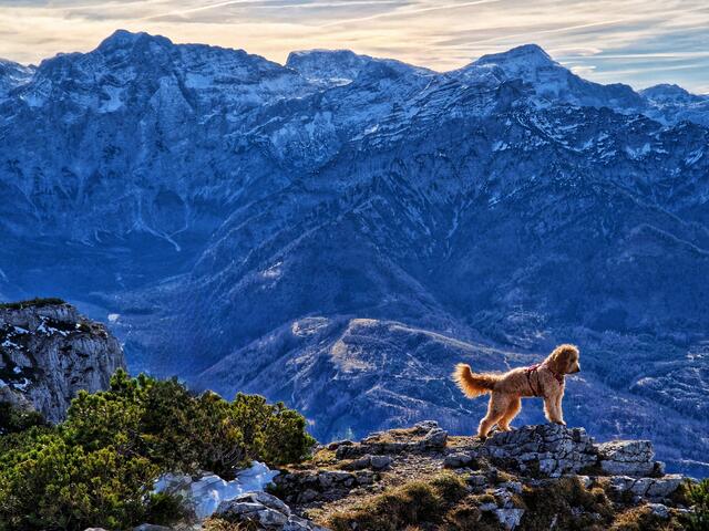 Hund am Kasberg, Priel im Hintergrund, Grünau im Almtal | Foto: Christian Hahn