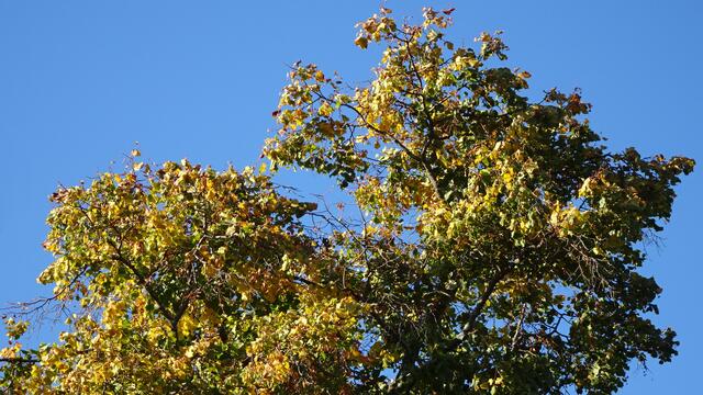 Während sich das Herbstlaub zu verfärben begann und kontinuierlich von den Bäumen fiel, ... | Foto: Silvia Plischek