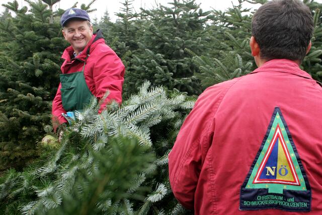 ARGE NÖ Christbaumbauern-Obmann Franz Raith in seiner Christbaumkultur freut sich auf den Start für den Christbaumverkauf am 12. Dezember. | Foto: www.weihnachtsbaum.at/Dieter Nagl
