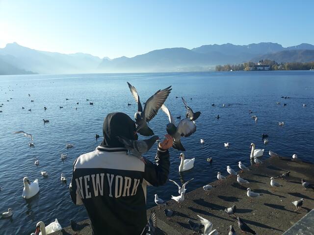 ....bei den Tauben,
 Möwen, Blesshühnern und Schwänen mit den *LECKERLIS*.
Heute Vormittag am Traunsee, mit dem Handy festgehalten.