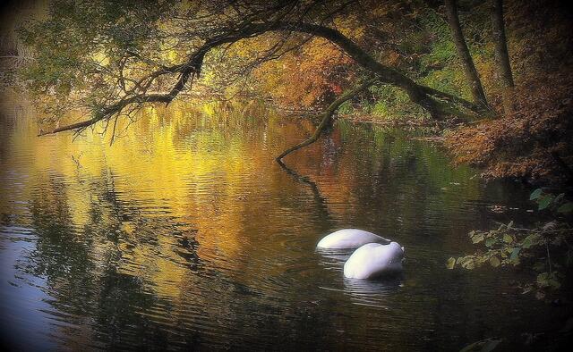 ....im herbstlichen Enknach-Weiher in Ranshofen | Foto: Reinhard Weigel