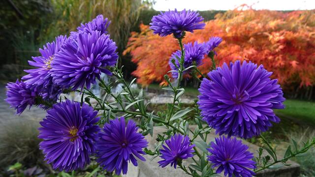 ... blühten im Garten diverse Herbstblumen und unerwartete Nachzügler. ... | Foto: Silvia Plischek
