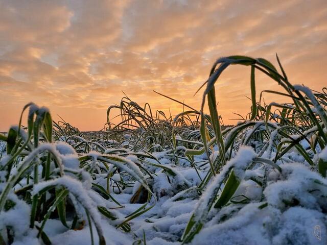 Hör dem Winter zu, vielleicht erzählt er dir etwas.
Ein Pferd zieht nur eine Tonne. Zwei Pferde können bis zu 7 Tonnen ziehen. 
Man nennt dieses "den Synergie-Effekt."
Dein Verstand und dein Wille können eine gemeinsame Synergie ergeben.
 | Foto: Josef Glaser