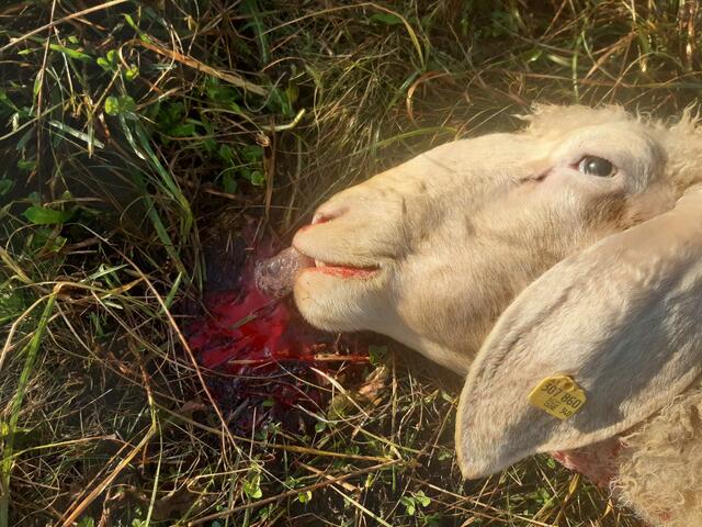 Jetzt ist es traurige Gewissheit: Ein Wolfsrudel hat die Schafe in Nölbling gerissen (Archivfoto) | Foto: ZvG