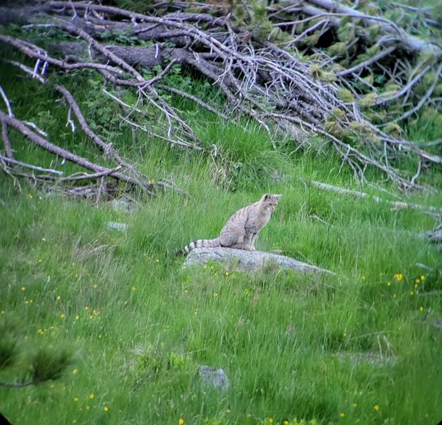 Einem Osttiroler Jäger sind äußerst seltene Aufnahmen einer Europäischen Wildkatze geglückt. Es handelt sich dabei um den ersten Fotonachweis aus Tirol und gilt als wildbiologische Sensation. | Foto: privat