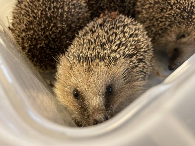 Wer einen Igel in Not findet, sollte helfen. 
