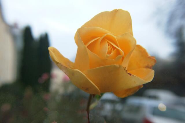 Die gelbe Rose hat ihre Knospe geöffnet