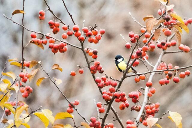 Eine Kohlmeise entspannt sich im Zierapfelbaum :) Futtersuche ist ja so anstrengend. | Foto: Elena Königshofer
