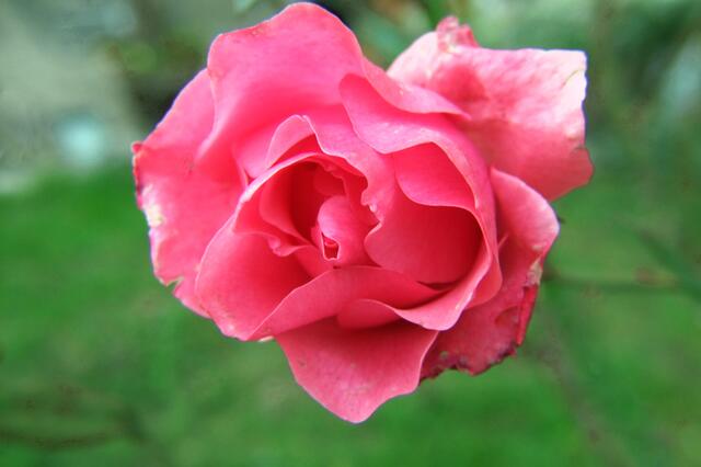 Die Rose hat nicht nur Blüten, Knospen sind auch noch an ihr