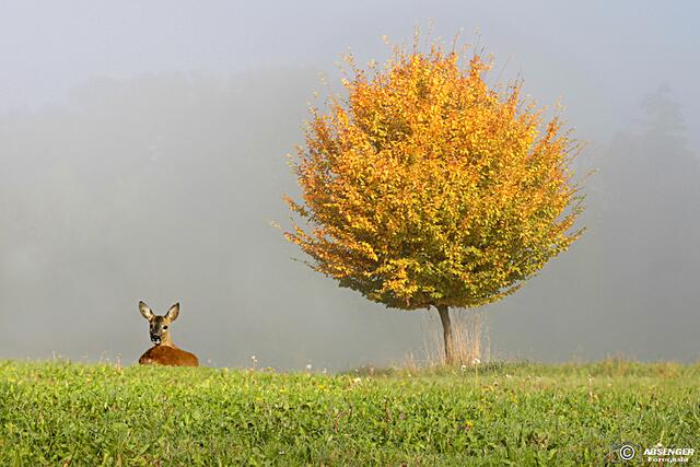 Das Foto wurde aus dem Auto gemacht.Wenn ich in meinem Revier bin, hab ich immer mein 600 er Tele
dabei.