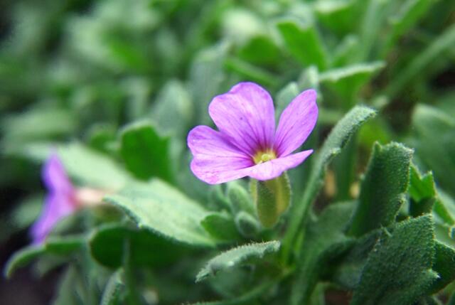 Blaupolster kann den Frühling nicht mehr erwarten