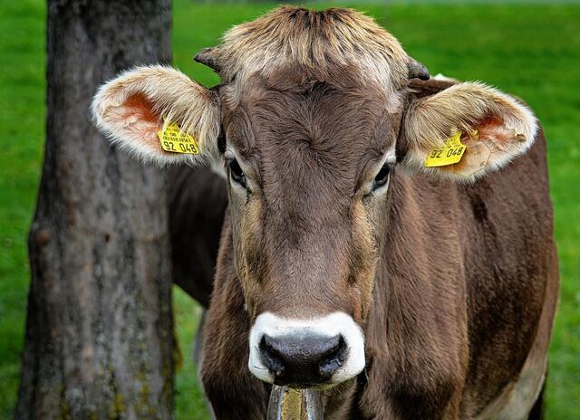 Aktuell kommt das Almrind von 257 bäuerlichen Betrieben in Tirol. Artgerechte Haltung, heimisches Futter und viel Bewegung auf Alm und Weide sorgen für die hervorragende Fleischqualität.  | Foto: Pixabay/Alexas_Fotos (Symbolbild)