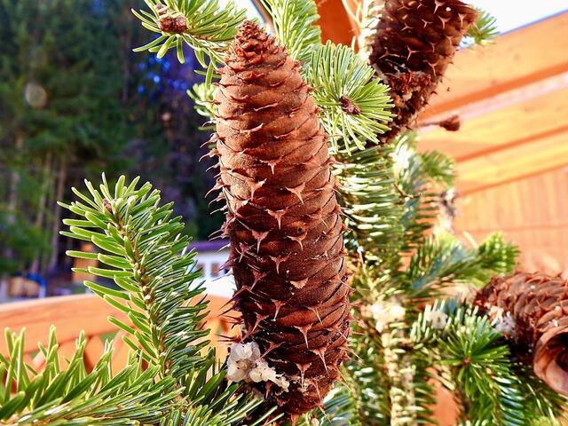 zerfallen und geben ihre Samen frei. Bei der Fichte hingegen findet man intakte Zapfen auf dem Waldboden. Die Zapfen der Fichte hängen von den Zweigen herab. Bei der Tanne stehen die Tannenzapfen aufrecht auf den Ästen.