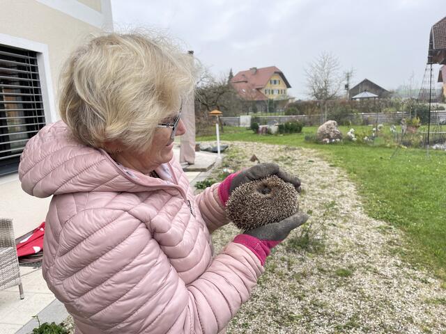 Nun heißt es Abschied nehmen. Der Igel bringt genügend Gewicht für den Winter mit und wird in die Natur entlassen. 