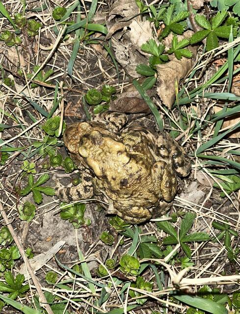 Wechselkröten sind im Donaufeld heimisch. | Foto: Privat