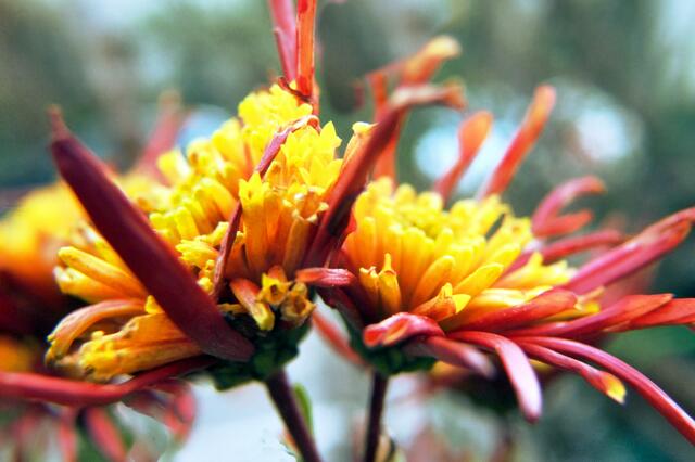Die letzten Chrysanthemen in diesen Jahr