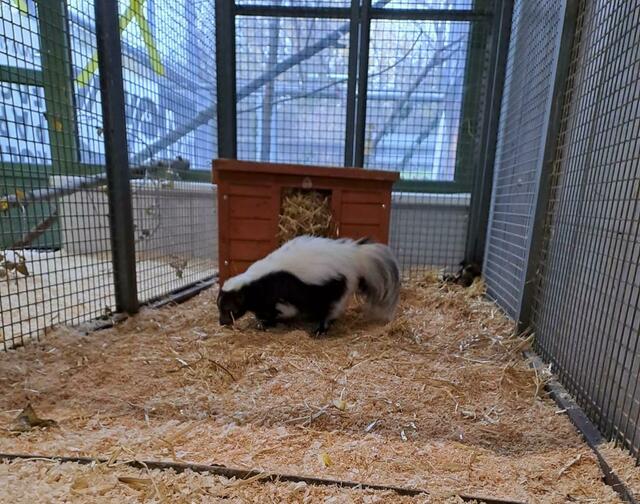 Stinktiere sind gesellige Tiere, deshalb wird nun ein Platz mit Artgenossen gesucht. | Foto: Tierschutz Austria
