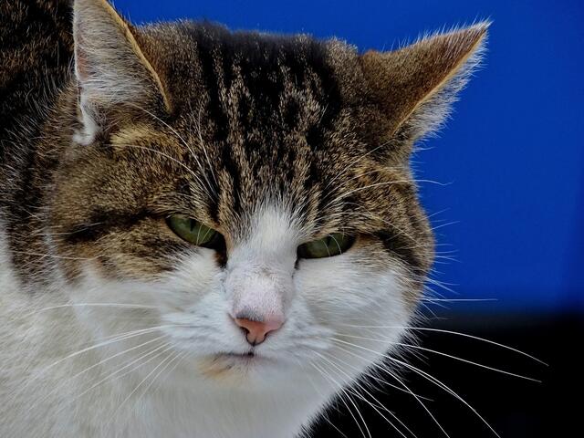 Fakt: Das unfreundliche Wiener Gemüt ist sicher nicht jedermanns Geschmack. Außerdem: Jede Verallgemeinerung ist immer absoluter Blödsinn. | Foto: Pixabay