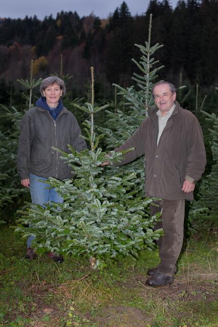 Die Familie Rotter hofft auch heuer auf ein gutes Christbaumgeschäft und setzt dabei auf persönlichen Kontakt | Foto: RegionalMedien